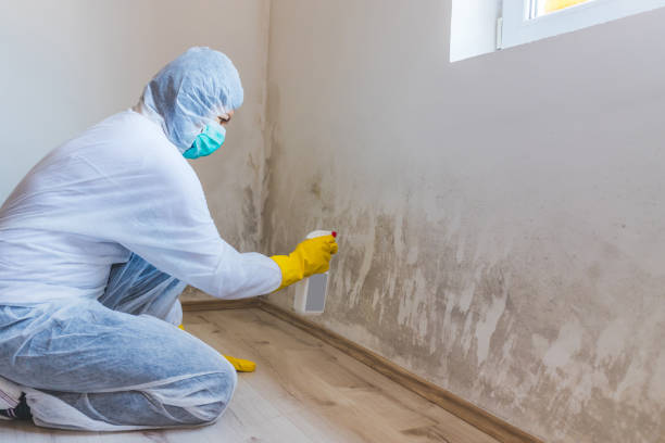 Licensed Attic Mold Removal service in Kenilworth, PA - WQB Mold Removal