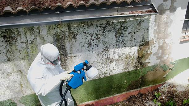 Top rated local Attic Mold Removal specialists in Kenilworth, PA